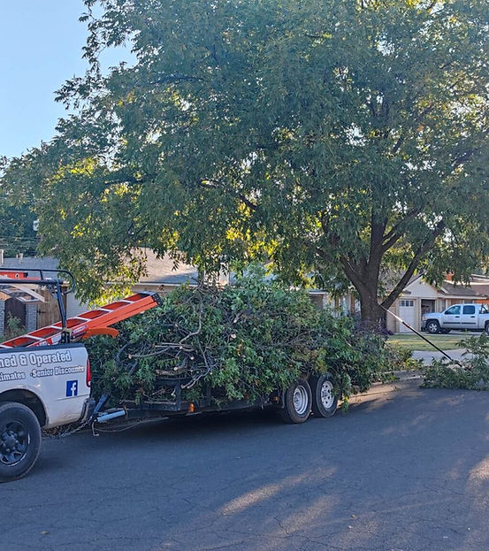 Arborist pruning tree branches for health and safety