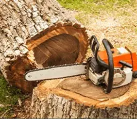 Crew removing a large tree from a Lubbock property