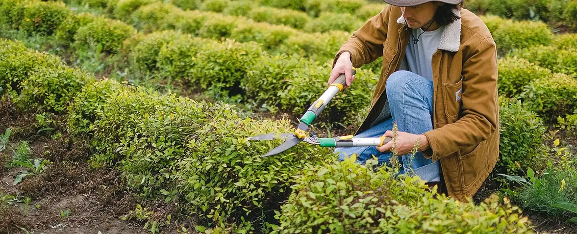 Flocy Tree Service tree removal