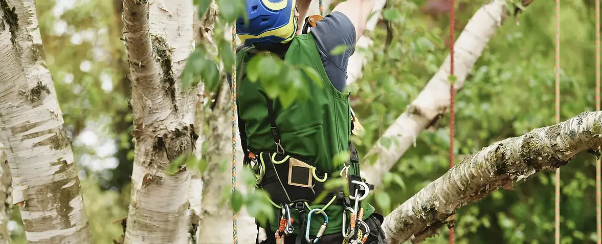 Tree trimming crew at work