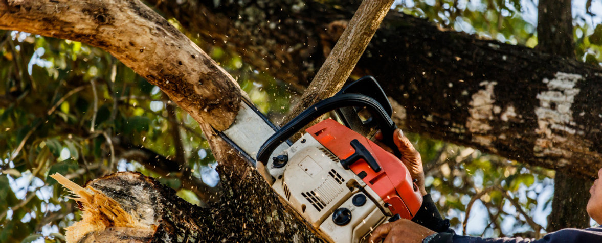 Flocy Tree Service pruning crew at work